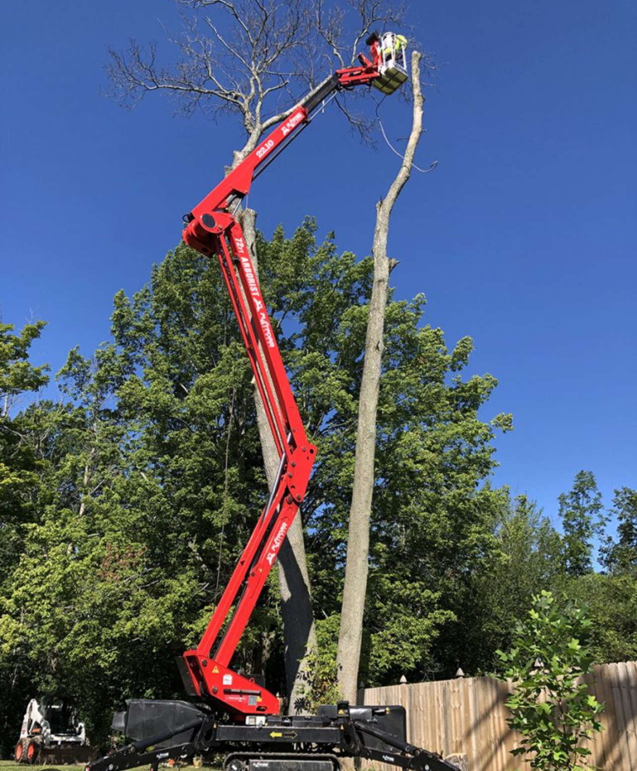 Tree Removal