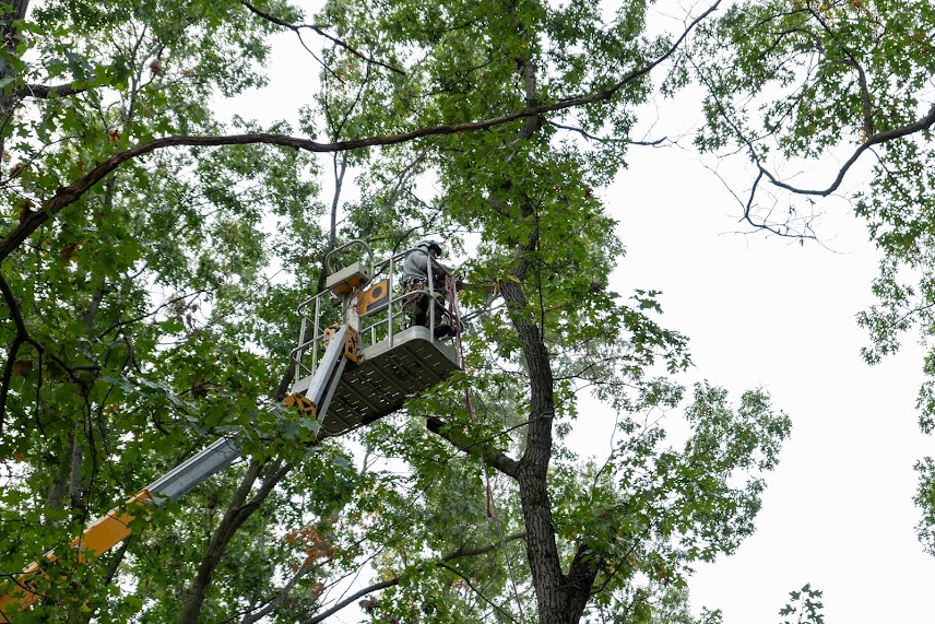 Tree Trimming
